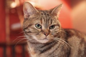 -shared-img-thumb-GAK88_nekokafeneko_TP_V