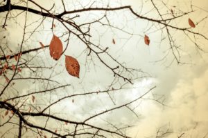 -shared-img-thumb-KAZ_P1020464_TP_V